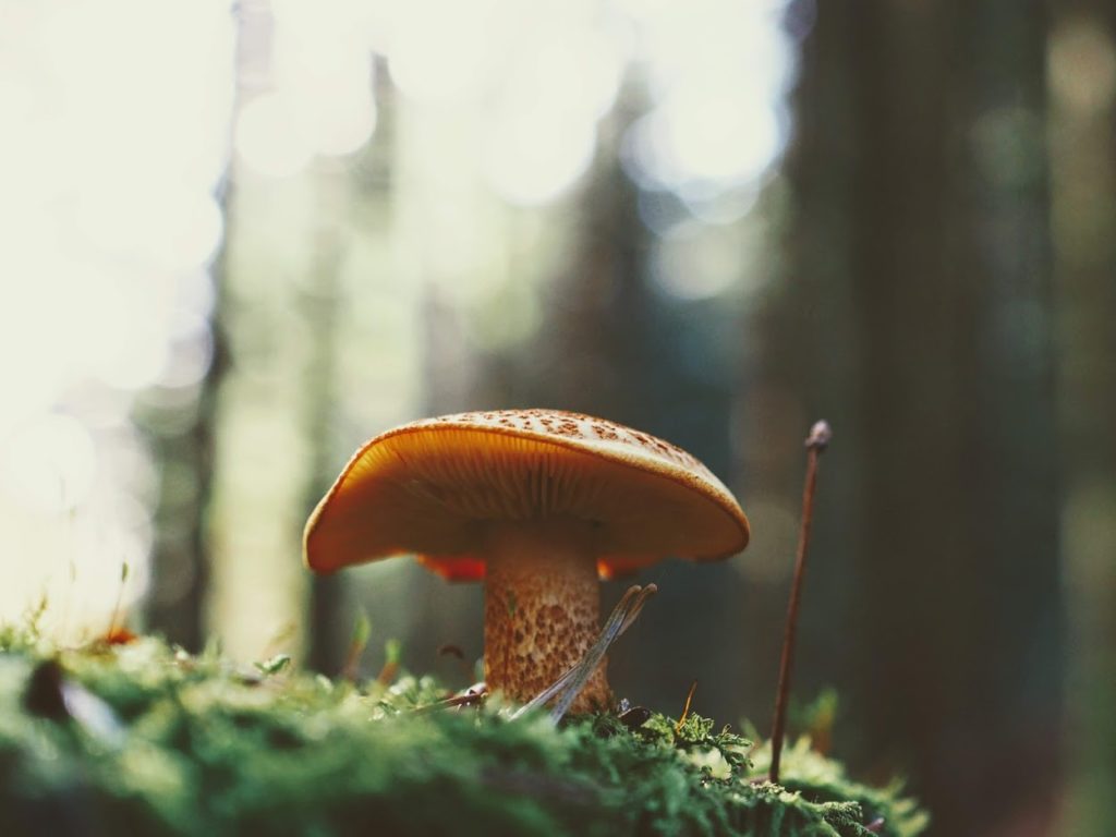 Forêts Alternatives du Jura Site officiel de l'association Jurassienne